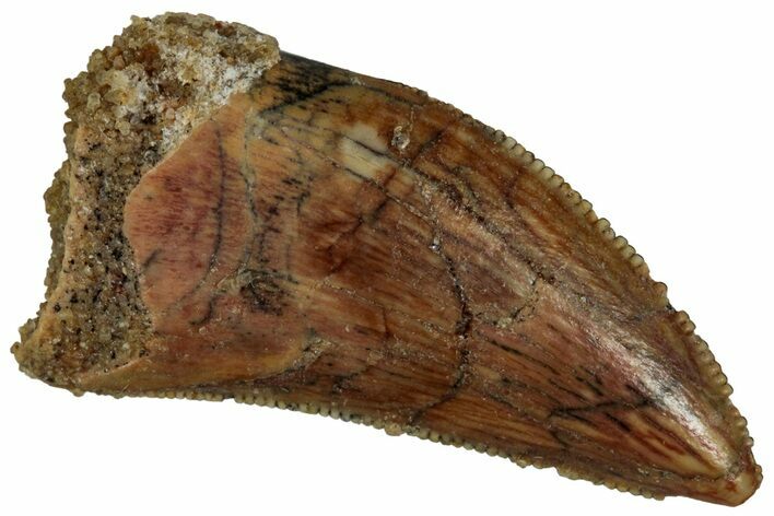 Serrated, Raptor Tooth - Real Dinosaur Tooth #295940
